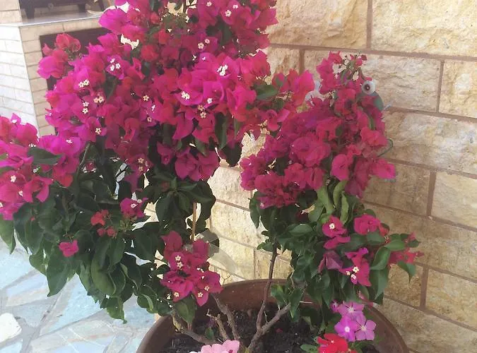 Apartamento & Haido *